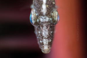 Acreichthys sp 
Juvenile File Fish with Sea Pen by Wayne Jones 